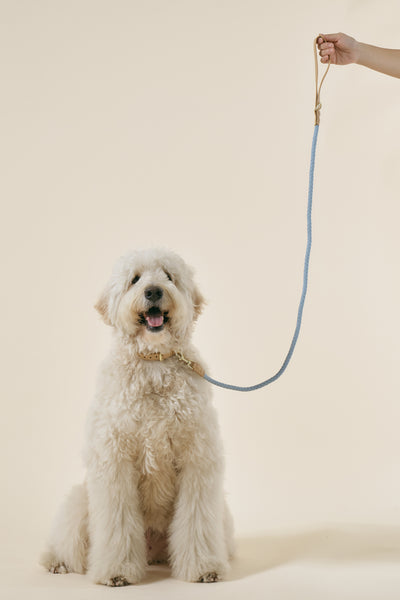 storets.com [COSONNE] Braided Colorblocker Pet Leash(for pet)