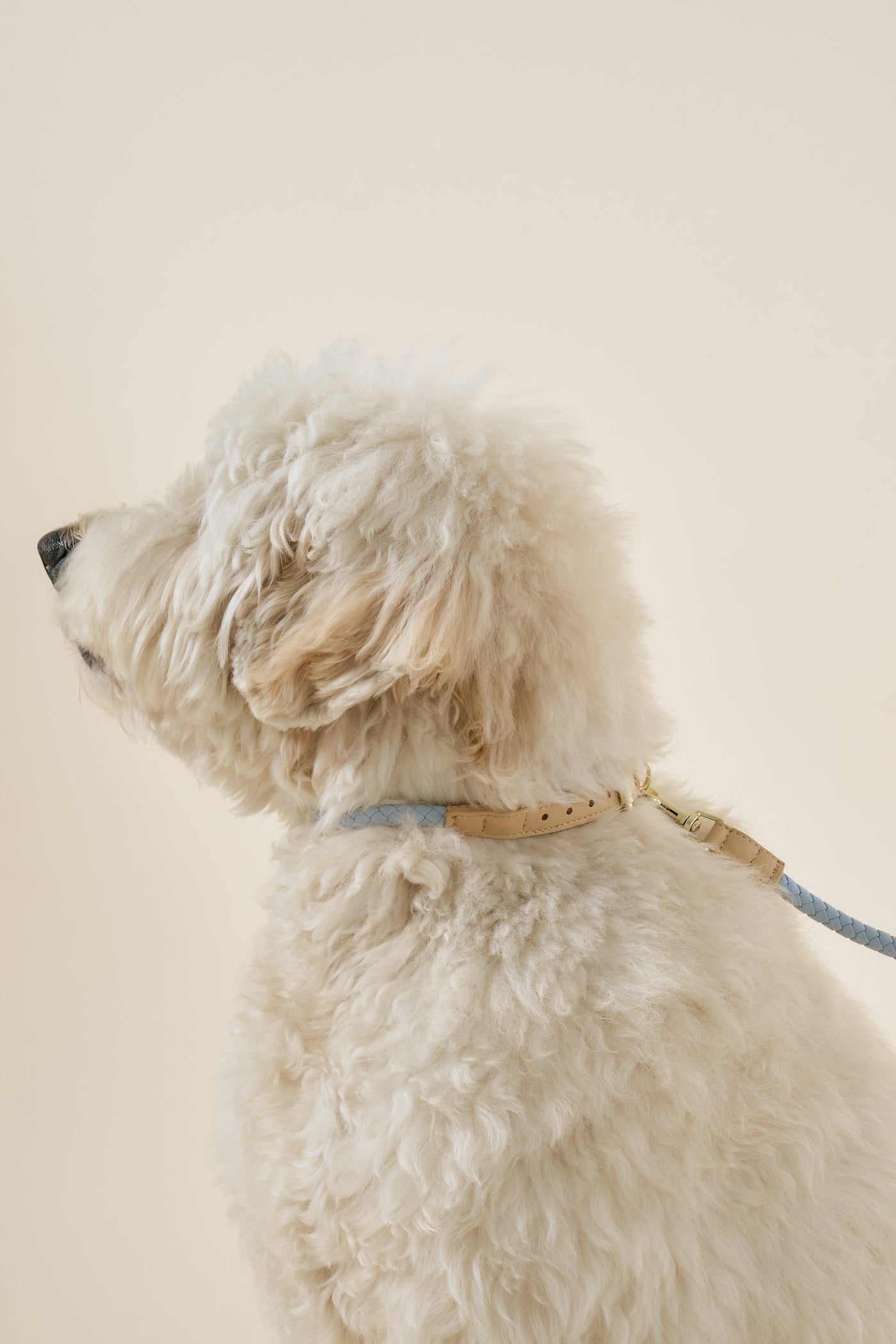 storets.com [COSONNE] Braided Colorblocker Neck Collar(for pet)