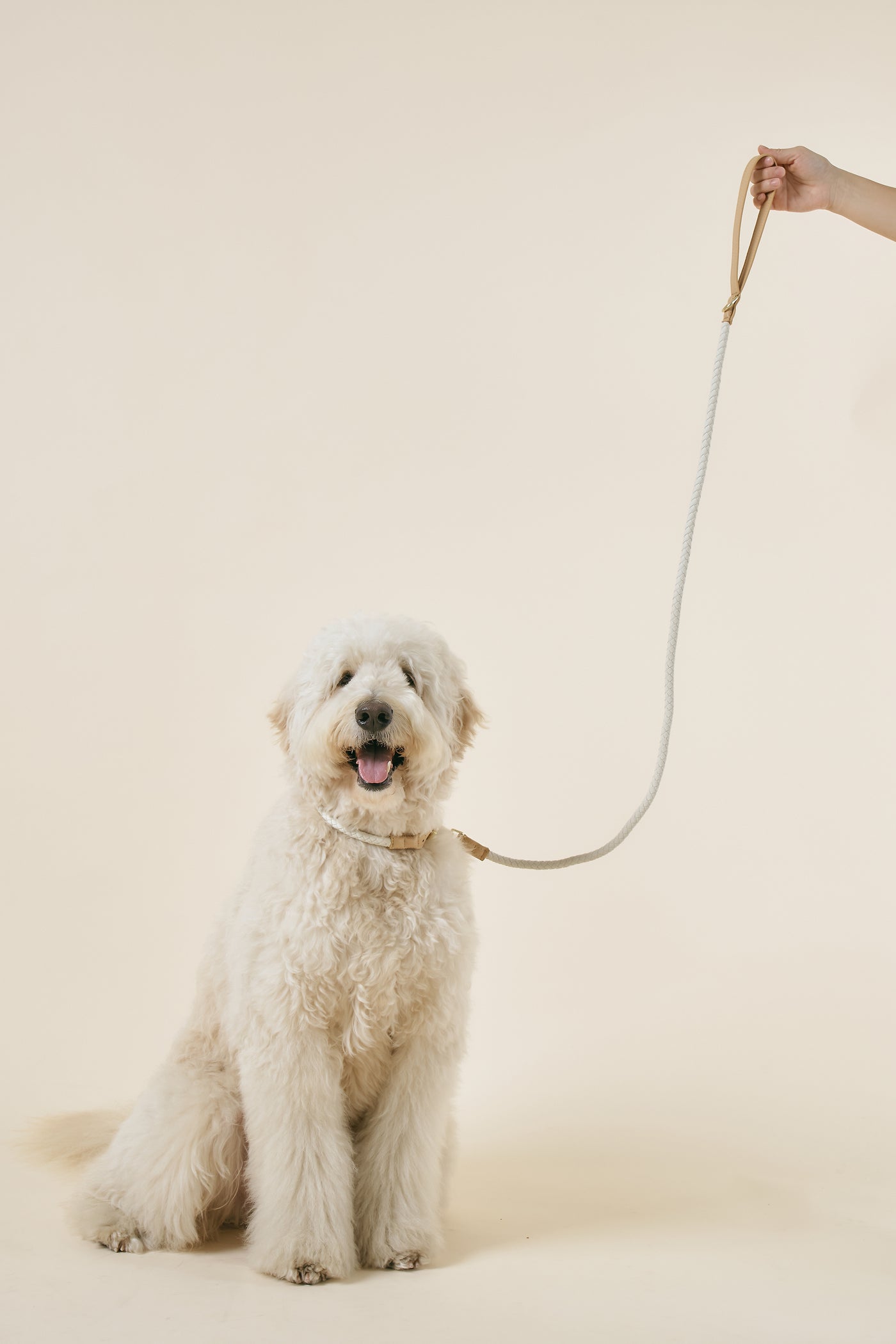 storets.com [COSONNE] Braided Colorblocker Neck Collar(for pet)