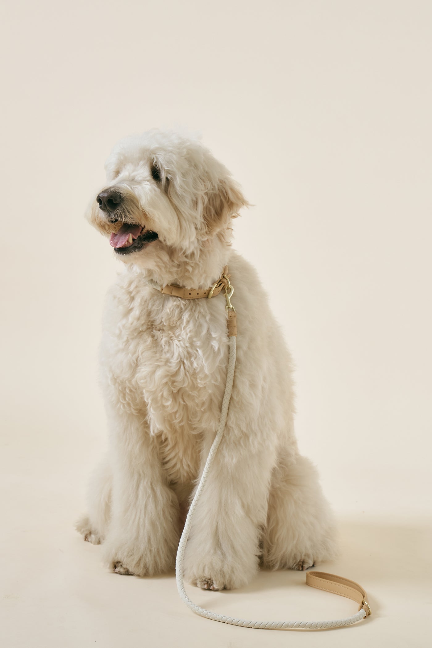 storets.com [COSONNE] Braided Colorblocker Neck Collar(for pet)