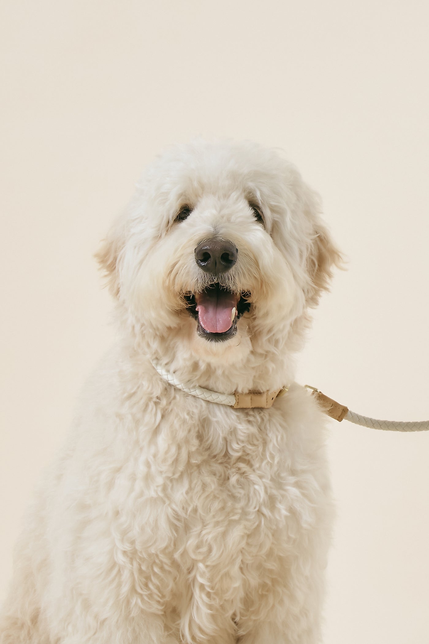 storets.com [COSONNE] Braided Colorblocker Neck Collar(for pet)