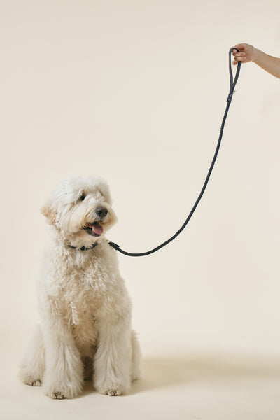storets.com [COSONNE] Braided Pet Leash(for pet)