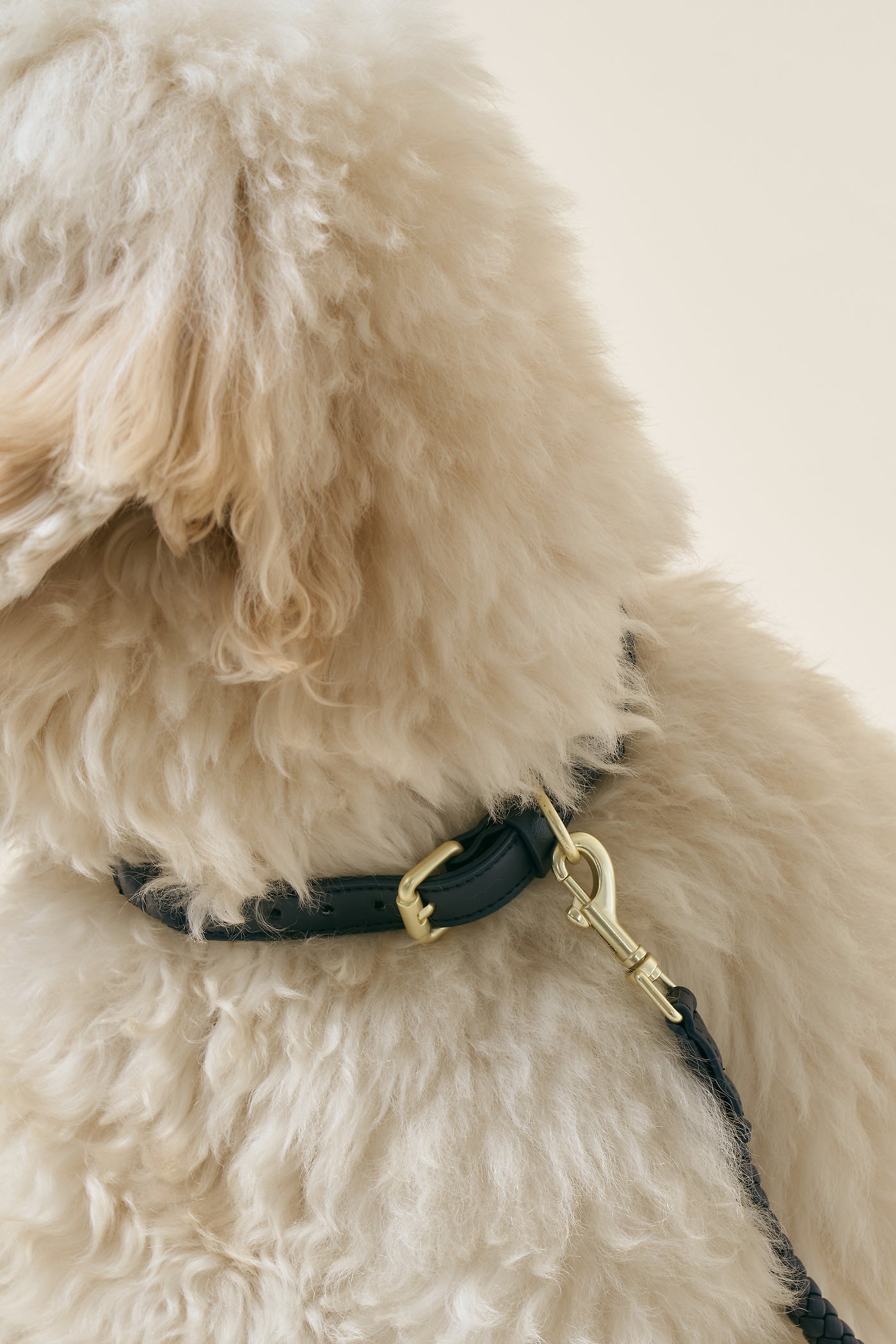 storets.com [COSONNE] Braided Neck Collar(for pet)