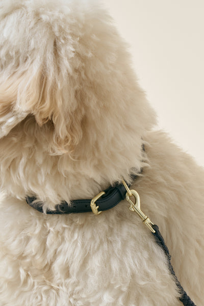 storets.com [COSONNE] Braided Neck Collar(for pet)