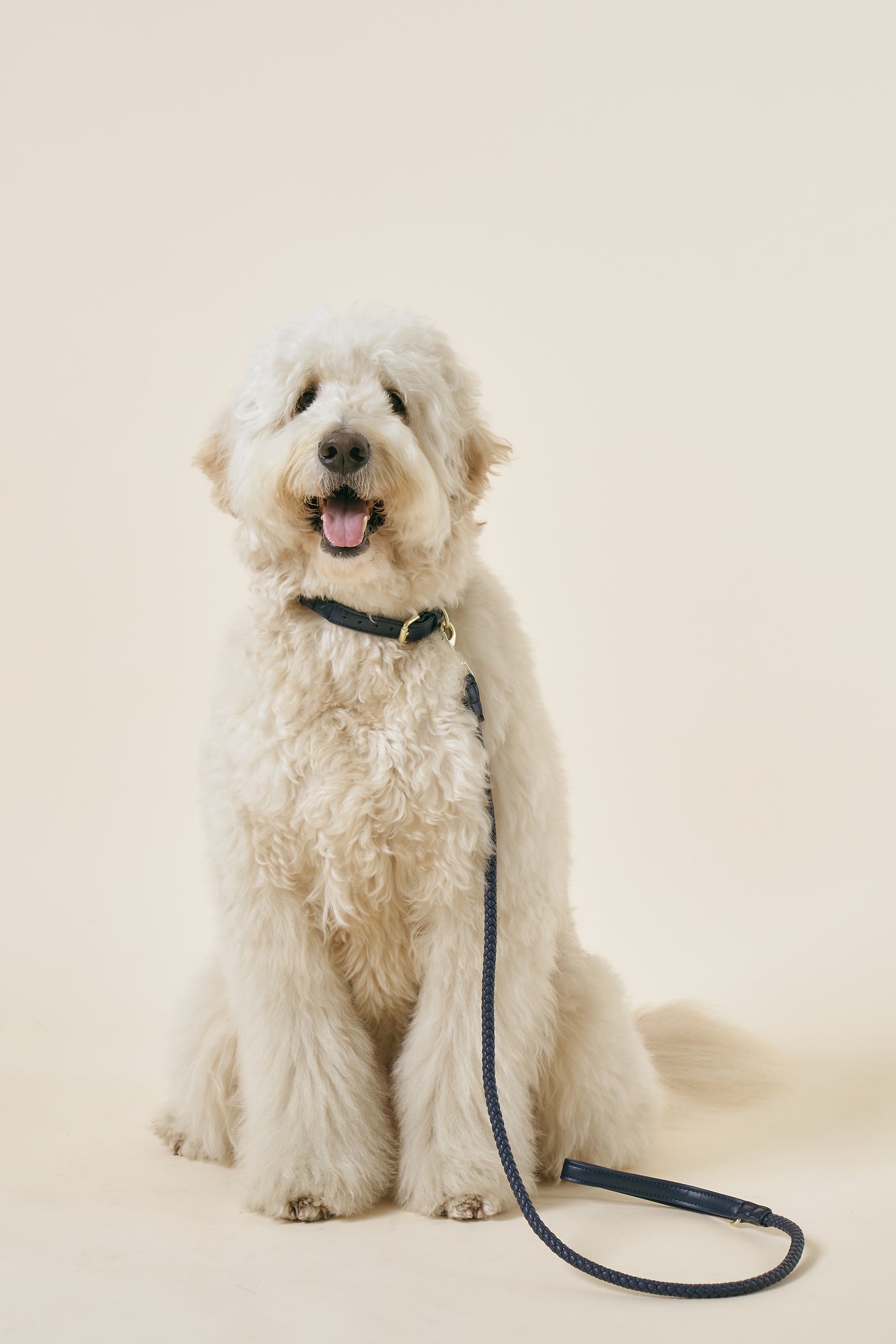 storets.com [COSONNE] Braided Pet Leash(for pet)