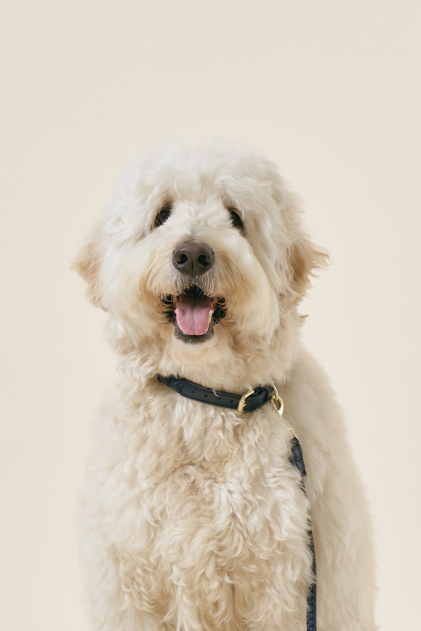 storets.com [COSONNE] Braided Neck Collar(for pet)