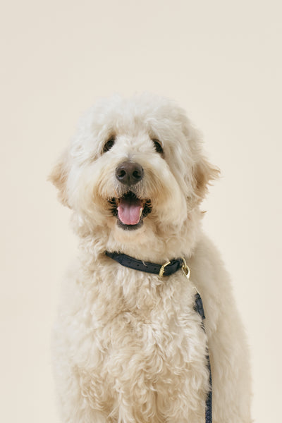 storets.com [COSONNE] Braided Neck Collar(for pet)