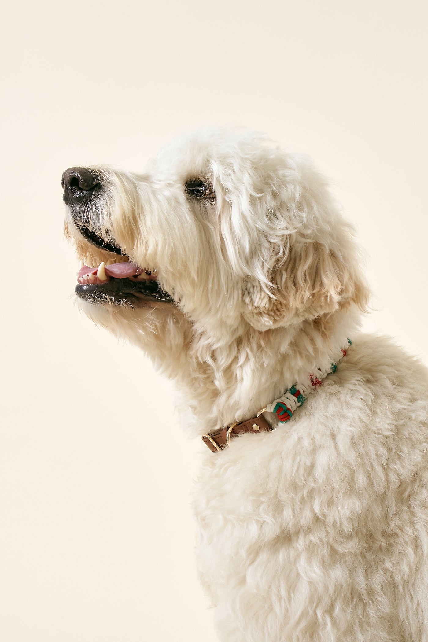 storets.com [COSONNE] Candycane Macrame Neck Collar(for pet)