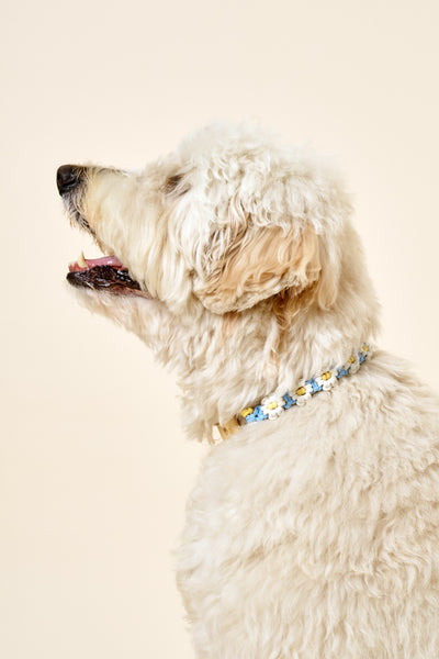 storets.com [COSONNE] Flower Macrame Neck Collar(for pet)