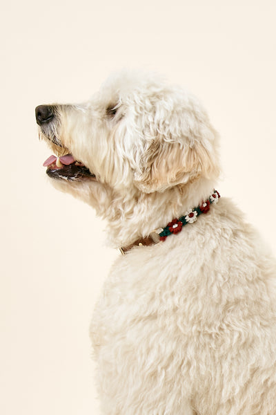 storets.com [COSONNE] Flower Macrame Neck Collar(for pet)