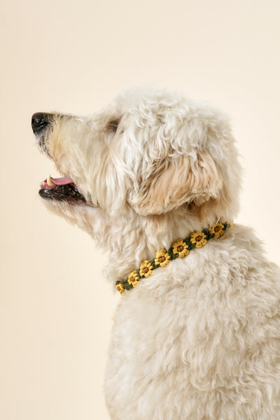 storets.com [COSONNE] Flower Macrame Neck Collar(for pet)