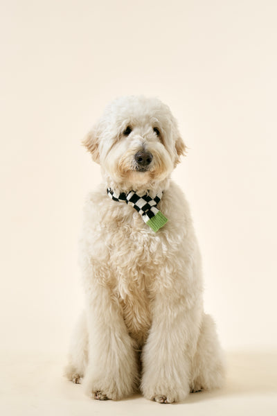 storets.com [STORETS X COSONNE] Knitted Pet Neck Scarf(for pet)
