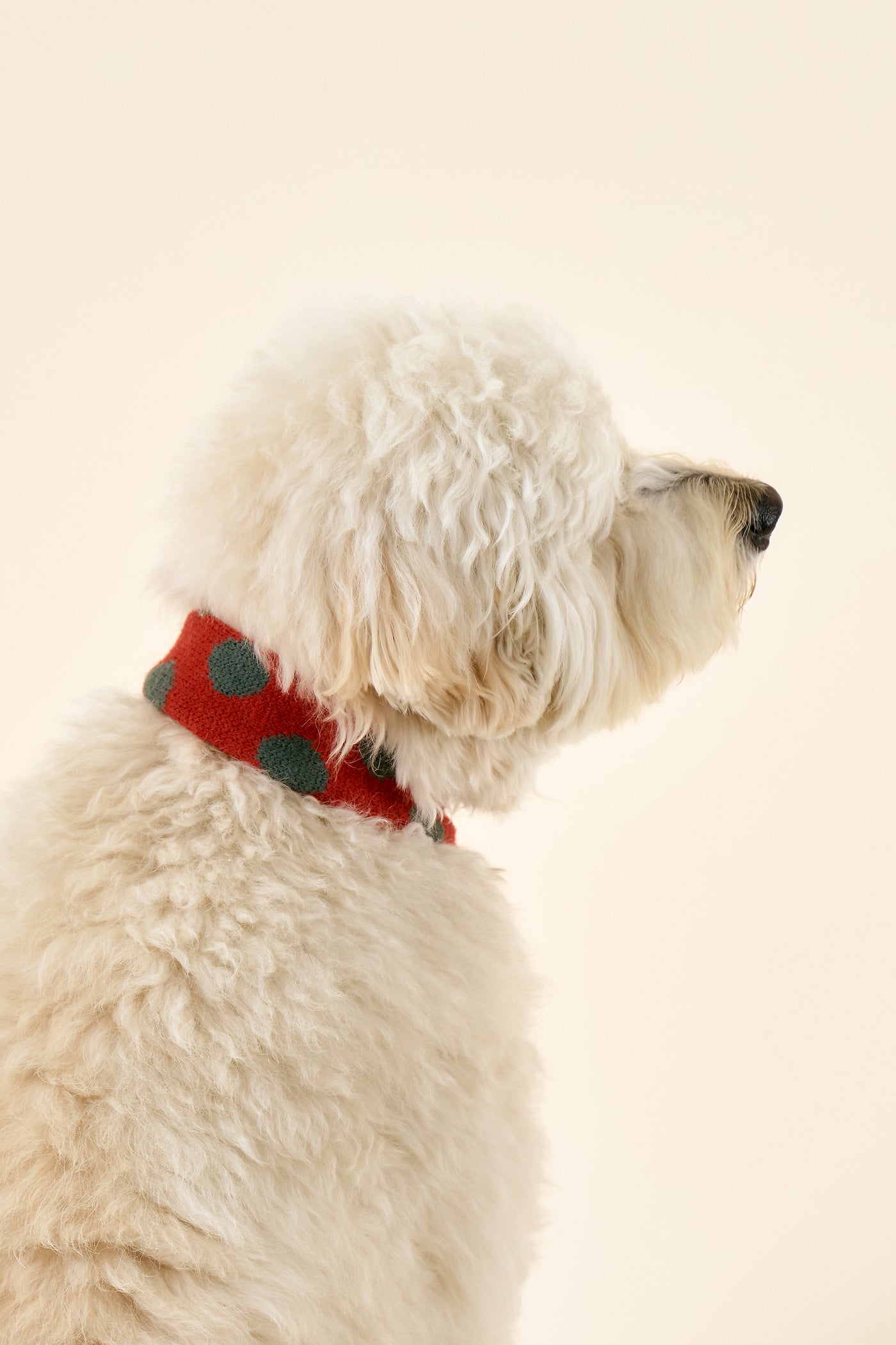 storets.com [STORETS X COSONNE] Knitted Pet Neck Scarf(for pet)