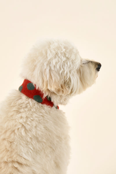 storets.com [STORETS X COSONNE] Knitted Pet Neck Scarf(for pet)