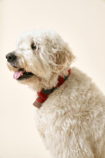 storets.com [STORETS X COSONNE] Knitted Pet Neck Scarf(for pet)