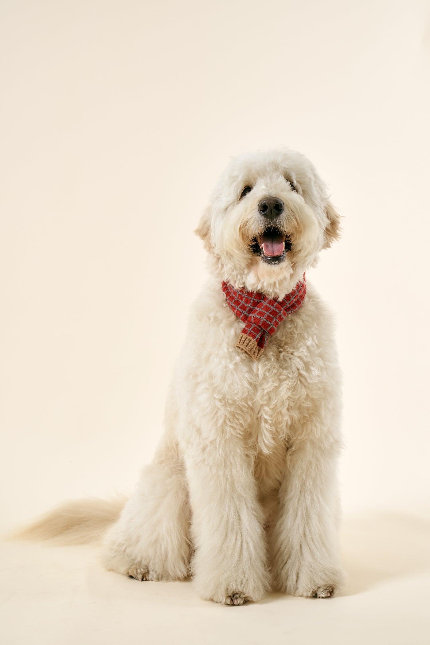 storets.com [STORETS X COSONNE] Knitted Pet Neck Scarf(for pet)