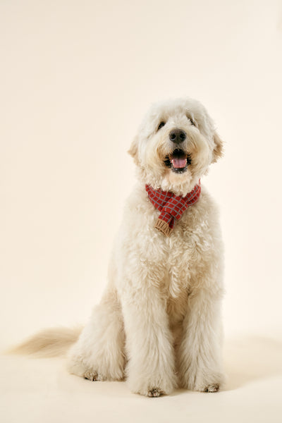 storets.com [STORETS X COSONNE] Knitted Pet Neck Scarf(for pet)