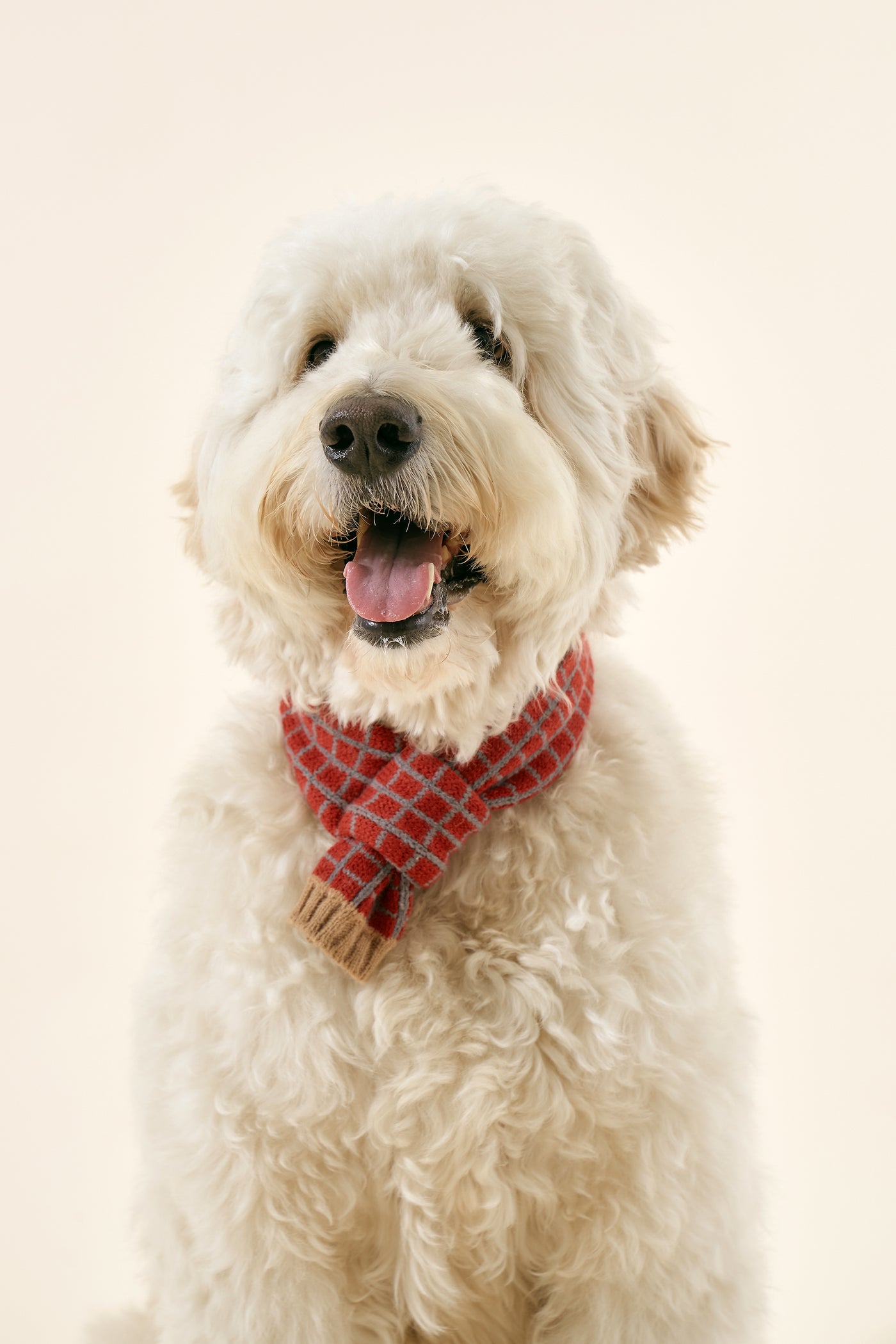 storets.com [STORETS X COSONNE] Knitted Pet Neck Scarf(for pet)