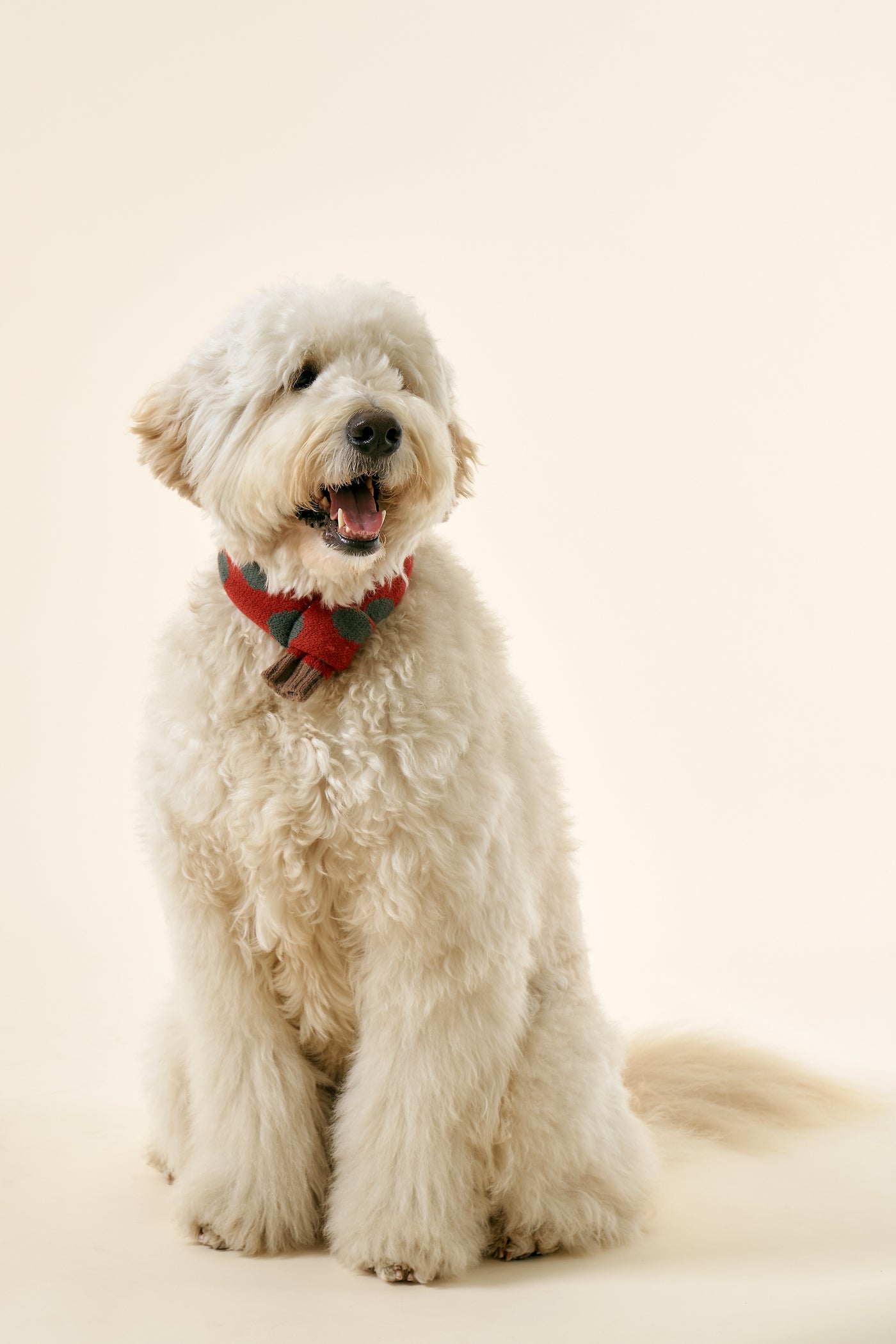 storets.com [STORETS X COSONNE] Knitted Pet Neck Scarf(for pet)