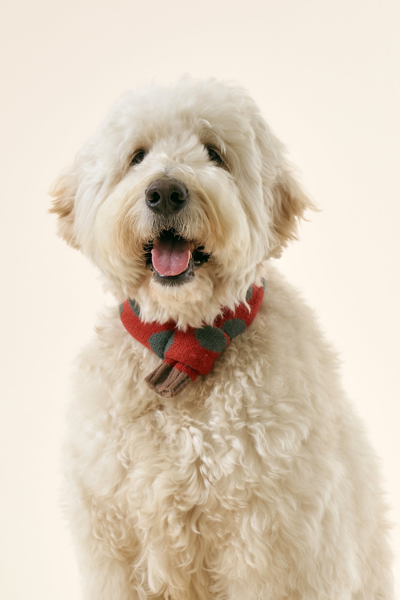 storets.com [STORETS X COSONNE] Knitted Pet Neck Scarf(for pet)