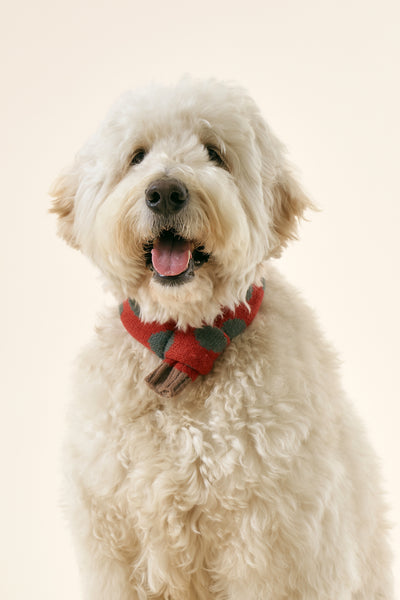 storets.com [STORETS X COSONNE] Knitted Pet Neck Scarf(for pet)