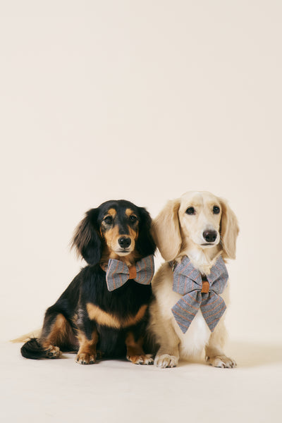 storets.com [COSONNE] Herringbone Pet Bowtie