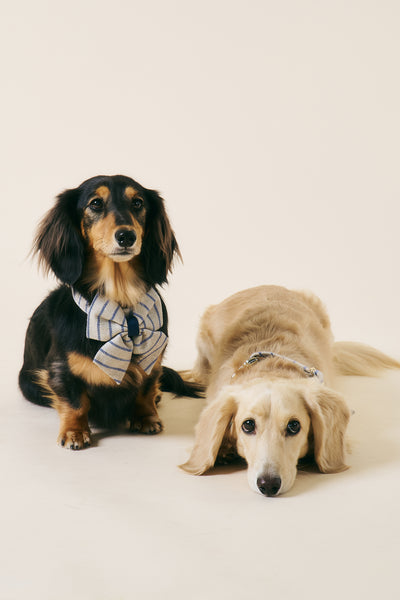 storets.com [COSONNE] Herringbone Pet Sailor Bow