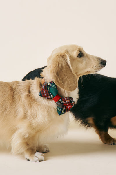 storets.com [COSONNE] Tartan Pet Bowtie